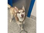 Adopt Max a Siberian Husky / Mixed dog in Golden, CO (37723608)