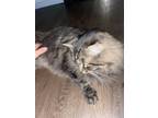 Adopt Tiberius a Tiger Striped Maine Coon / Mixed cat in Pensacola