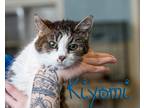Adopt Kiyomi a White (Mostly) Domestic Shorthair (short coat) cat in Somerset