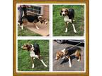 Adopt WILMA a Tricolor (Tan/Brown & Black & White) Treeing Walker Coonhound /