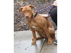 Adopt Zoey a Red/Golden/Orange/Chestnut Labrador Retriever / Vizsla / Mixed dog
