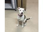 Adopt Cher a White - with Brown or Chocolate Pit Bull Terrier / Dalmatian /