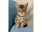 Adopt C-Minji a Domestic Shorthair / Mixed (short coat) cat in Jacksonville