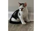 Adopt C-Mahi a Domestic Shorthair / Mixed (short coat) cat in Jacksonville