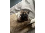 Adopt Simon a Black & White or Tuxedo Siamese / Mixed (medium coat) cat in