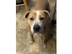 Adopt Ivy a Labrador Retriever / Mixed dog in Darlington, SC (37720106)