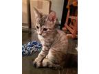 Adopt Lovey a Brown Tabby Domestic Shorthair / Mixed (short coat) cat in Oviedo