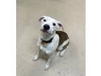 Adopt Sonny a White - with Brown or Chocolate Pit Bull Terrier / Dalmatian /