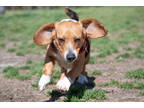 Adopt Aurora a Tan/Yellow/Fawn Beagle / Mixed dog in Georgetown, DE (37723203)
