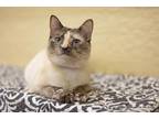 Adopt Bubbles a Siamese (short coat) cat in Fresno, CA (37720794)