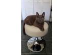 Adopt Mitzi also known as Big Cat a Gray or Blue American Shorthair / Mixed