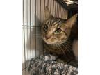 Adopt Patron a Domestic Shorthair / Mixed (short coat) cat in Douglasville