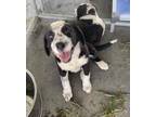 Adopt Tayla a Mixed Breed (Medium) / Mixed dog in Athens, TX (37722818)