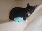 Adopt Boots a Domestic Shorthair / Mixed (short coat) cat in Sebastian