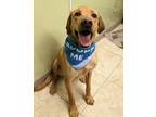 Adopt Arceus a Labrador Retriever / Mixed dog in Logan, UT (37722759)
