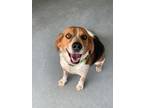 Adopt Maxfield a Mixed Breed (Medium) / Mixed dog in Ocala, FL (37722751)
