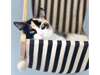 Adopt Pebbles a Domestic Shorthair / Mixed (short coat) cat in Duncan