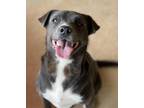 Adopt Jasper a Mixed Breed (Medium) / Mixed dog in Duncan, OK (37722703)