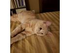 Adopt (ap) Tom a Domestic Shorthair / Mixed (short coat) cat in Fargo