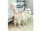 Adopt Serena AKA Miss Boosy a White (Mostly) Persian (long coat) cat in