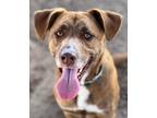 Adopt Freddie a Mixed Breed (Medium) / Mixed dog in Duncan, OK (37722702)