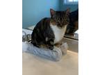 Adopt Osprey a Tiger Striped American Shorthair / Mixed (short coat) cat in
