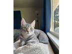 Adopt Oscar a Domestic Shorthair cat in East Greenville, PA (37722598)