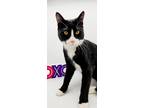 Adopt Berlin II a All Black Domestic Shorthair / Mixed cat in Muskegon