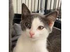 Adopt Blue Java a Domestic Shorthair / Mixed cat in Rocky Mount, VA (37722402)