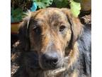 Adopt Cola a Retriever (Unknown Type) / Mixed dog in San Ramon, CA (37722297)