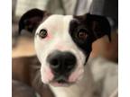 Adopt Baby a Pit Bull Terrier / Terrier (Unknown Type, Medium) / Mixed dog in