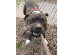 Adopt Vegas a Pit Bull Terrier / Mixed dog in Santa Rosa, CA (37721336)