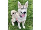 Adopt Ruby a Siberian Husky / Mixed dog in Novato, CA (37718782)