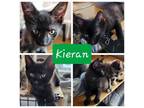 Adopt Kieran - POLK a All Black Domestic Shorthair / Mixed cat in New York City