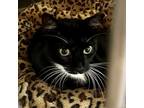 Adopt Nova a All Black Domestic Shorthair / Mixed cat in Denison, TX (37722221)