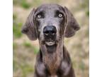 Adopt Rookie a Gray/Silver/Salt & Pepper - with Black Weimaraner / Mixed dog in