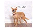 Adopt Bambi a Terrier (Unknown Type, Small) / Australian Cattle Dog / Mixed dog