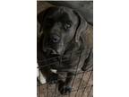 Adopt Blu a Black Mastiff / Mixed dog in Boise, ID (37722000)