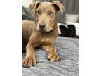 Adopt Noah a Tan/Yellow/Fawn Doberman Pinscher / American Pit Bull Terrier /