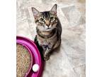 Adopt Kitten 23854 (Jack) a Brown or Chocolate Domestic Shorthair (short coat)