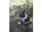 Adopt Remi a Black - with White American Pit Bull Terrier / Mixed dog in