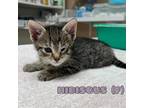 Adopt Hibiscus a Gray or Blue Domestic Mediumhair / Mixed cat in Enid