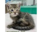 Adopt Matcha a Gray or Blue Domestic Shorthair / Mixed cat in Enid