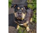 Adopt Stacks a Rottweiler / American Pit Bull Terrier / Mixed dog in Meriden