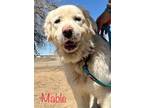 Adopt Mabel a Great Pyrenees dog in Windsor, CO (37721850)