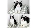 Adopt Scottie a Black & White or Tuxedo Domestic Shorthair (short coat) cat in