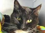 Adopt Soy Sauce a Domestic Shorthair / Mixed cat in Sherwood, OR (37719896)
