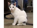 Adopt Donut a Gray or Blue Domestic Shorthair (short coat) cat in Carlisle