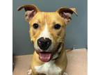 Adopt Rolo 9684 a Tan/Yellow/Fawn Mixed Breed (Medium) / Mixed dog in Columbus