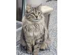 Adopt Snowball a Gray or Blue (Mostly) Domestic Longhair (long coat) cat in